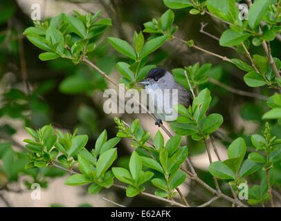 Sylvia atricapilla Blackcap mâle en chanson printemps Norfolk Banque D'Images