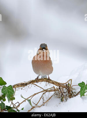 Chaffinch Fringilla coelebs dans la neige hiver Norfolk Banque D'Images