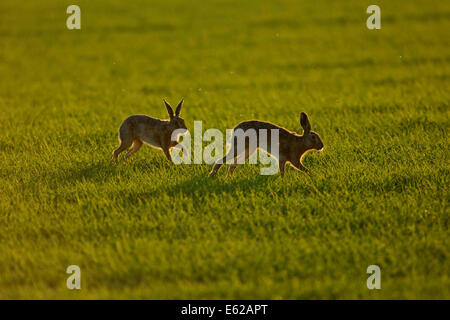 Lièvre brun Lepus europaeus chassant à travers champ arable printemps Norfolk Banque D'Images