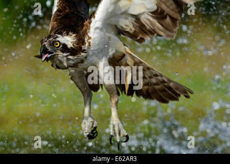 Panion haliaetus Osprey Highlands écossais Juillet Banque D'Images