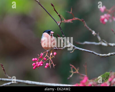 Canard colvert (Pyrrhula pyrrhula) mâle se nourrissant de Rowan berries Ecosse Banque D'Images