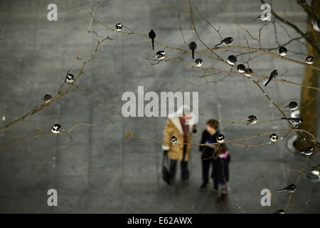 Autour de gîte 800 Bergeronnettes Pied Motacilla alba dans les arbres à l'extérieur du Terminal 5 d'Heathrow de Londres UK Banque D'Images