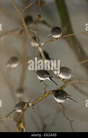 Autour de gîte 800 Bergeronnettes Pied Motacilla alba dans les arbres à l'extérieur du Terminal 5 d'Heathrow de Londres UK Banque D'Images