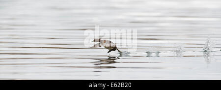 Grèbe castagneux Tachybaptus ruficollis homme Holme NWT Norfolk Banque D'Images
