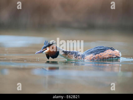 Grand-grèbe huppé Podiceps cristatus mâle en posture agressive Lake Geneva, Switzerland Banque D'Images