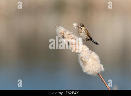 Emberiza schoeniclus Reed Le CLAJ femelle Mars Norfolk Banque D'Images