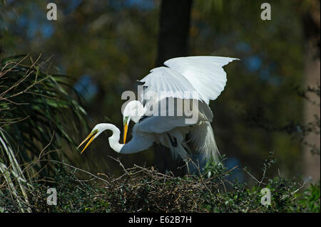 Grande Aigrette Ardea alba accouplement paire au nid Everglades de Floride USA Banque D'Images