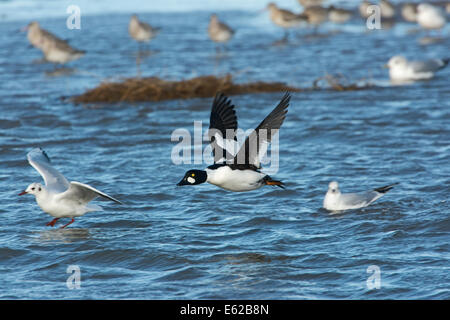 Goldeneye Bucephala clangula homme Brancaster Février Norfolk Banque D'Images