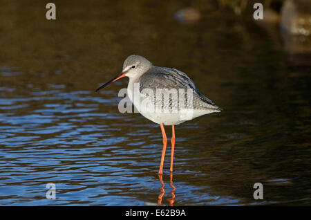 Chevalier arlequin Tringa erythropus en plumage nuptial non Claj Norfolk Banque D'Images