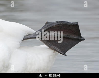 Cygne tuberculé Cygnus olor montrant pied palmés Norfolk Banque D'Images