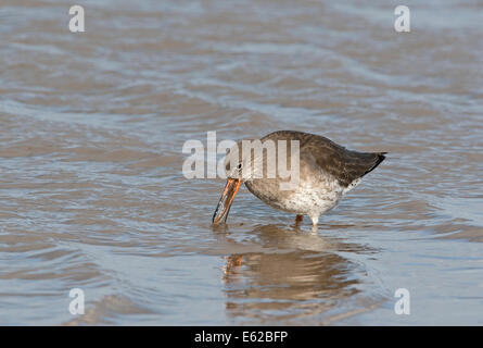 Chevalier Gambette Tringa totanus se nourrissant d'hiver de North Norfolk ragworm Banque D'Images