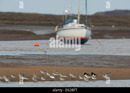 Les barges à queue Bar Limosa lapponica perchoir à marée haute Brancaster Staithe Février Norfolk Banque D'Images