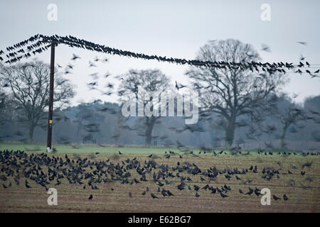 Les corbeaux freux Corvus frugilegus rassemblement pré-roost Buckenham ainsi que février Norfolk Banque D'Images