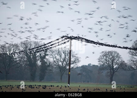 Les corbeaux freux Corvus frugilegus rassemblement pré-roost Buckenham ainsi que février Norfolk Banque D'Images