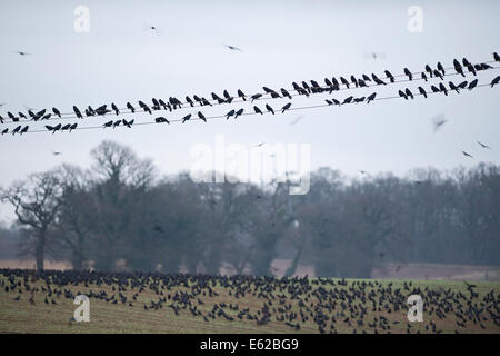 Les corbeaux freux Corvus frugilegus rassemblement pré-roost Buckenham ainsi que février Norfolk Banque D'Images