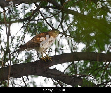 Shikra Accipiter badius (Bharatpur Keoladeo Ghana Inde) Banque D'Images