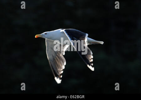 Goéland marin Larus marinus hot summer UK Banque D'Images