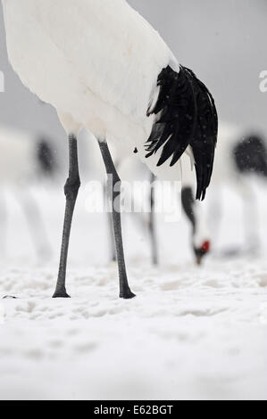 Grues à couronne rouge Grus japonensis Akan Hokkaido au Japon Banque D'Images