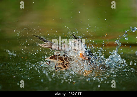 Ou mallard (Anas platyrhynchos Canard sauvage), femme, baignade, Rhénanie du Nord-Westphalie, Allemagne Banque D'Images