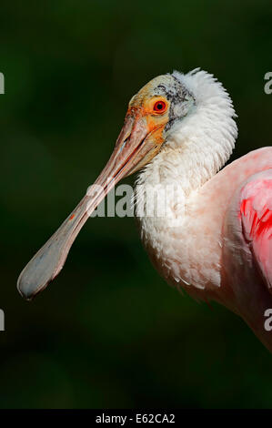 Spatule rosée ou rouge Spoonbill (Ajaia ajaja, ajaja, Platalea ajaja ajaja), en Floride Banque D'Images