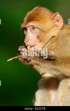 Macaque de barbarie, Barbary Ape (Macaca sylvanus, Macaca sylvana), les jeunes Banque D'Images