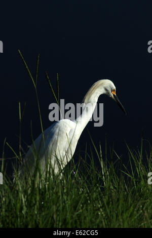 Une Aigrette neigeuse debout dans un champ d'herbe à Orlando, Floride, USA Banque D'Images