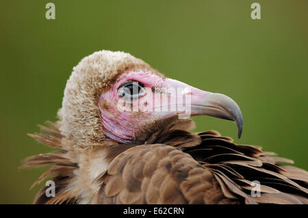 Hooded Vulture (Necrosyrtes monachus) Banque D'Images