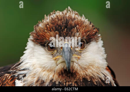 Poissons d'Afrique de l'Afrique de l'aigle ou l'Aigle de mer (Haliaeetus vocifer), immatures Banque D'Images