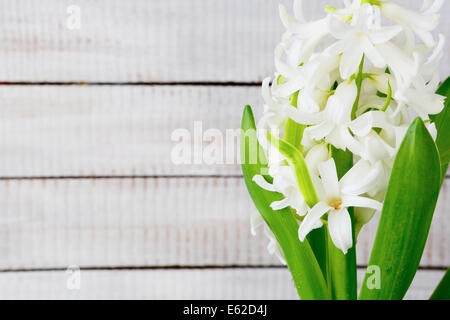 Printemps fleur blanche sur fond de bois, rustique Banque D'Images