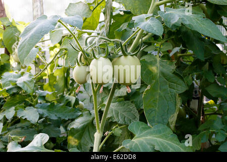 De plus en plus les tomates vertes dans le jardin Banque D'Images