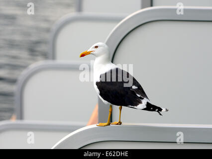 Moindre Goéland marin (Larus fuscus) perché sur le balcon partition d'un navire de croisière. Banque D'Images