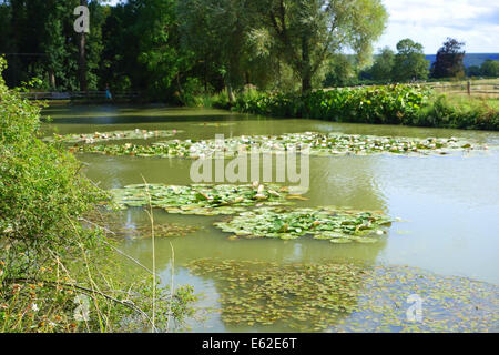 Lilypond à Glyndebourne Glyndebourne ; est la mecque de la opéra combinant les meilleurs opéras, bonne nourriture, le vin, la musique Banque D'Images