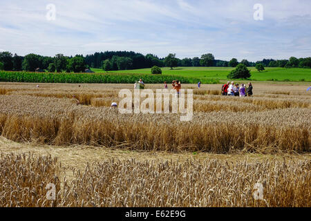 Les gens admirer un crop circle dans un champ de maïs à Rasiting, Upper Bavaria, Bavaria, Germany, Europe Banque D'Images