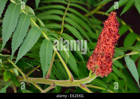 Close up de drupes rouges et floue la tige d'un Vinaigrier à feuilles composées vert Banque D'Images