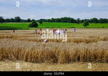 Les gens admirer un crop circle dans un champ de maïs à Rasiting, Upper Bavaria, Bavaria, Germany, Europe Banque D'Images