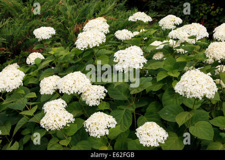 L'Hydrangea arborescens Annabelle arbuste blanc Banque D'Images