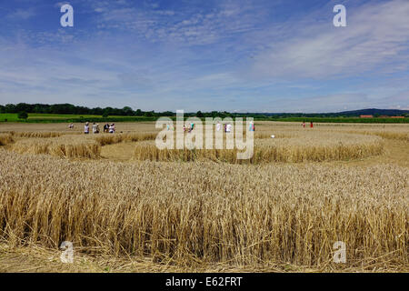 Les gens admirer un crop circle dans un champ de maïs à Rasiting, Upper Bavaria, Bavaria, Germany, Europe Banque D'Images