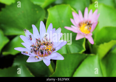 La lueur d'une fleur de nénuphar a attiré une légion de petites abeilles d'Asie, Thaïlande Banque D'Images