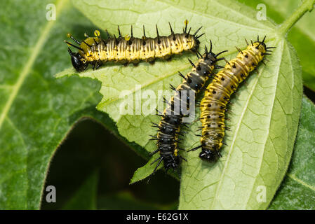 Les larves de la Sara Longwing butterfly Banque D'Images