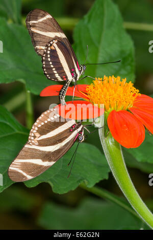 Une paire de Zebra Longwing papillons accouplement Banque D'Images