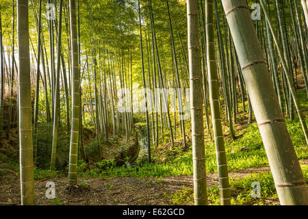 Forêt de bambou de Kyoto, au Japon. Banque D'Images