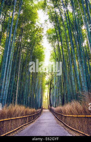 Forêt de bambou de Kyoto, au Japon. Banque D'Images