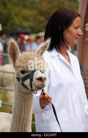 L'Ellingham & Ringwood Agricultural Society Show annuel à Somerley Park, Ellingham, Ringwood, Hampshire, Royaume-Uni en août Banque D'Images