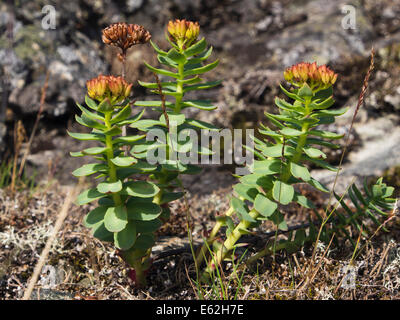 Le rosea de Rhodiola racine d'or ou rose, racine trouvés ici dans le parc national de Jotunheimen Norvège Banque D'Images