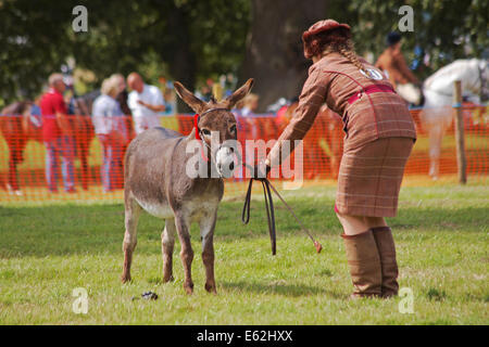 L'Ellingham & Ringwood Agricultural Society Show annuel à Somerley Park, Ellingham, Ringwood, Hampshire, Royaume-Uni en août Banque D'Images