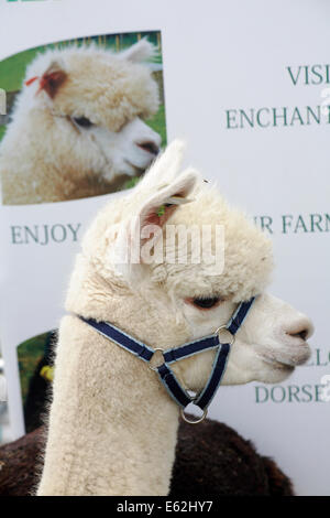 L'Ellingham & Ringwood Agricultural Society Show annuel à Somerley Park, Ellingham, Ringwood, Hampshire, Royaume-Uni en août Banque D'Images