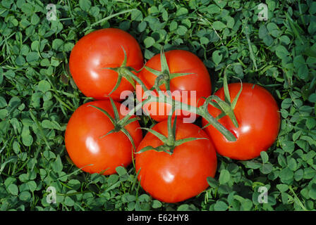 Les tomates mûries sur vigne Banque D'Images