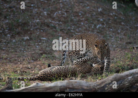 L'armée sri-lankaise Leopard (Panthera paradus kotiya) Banque D'Images