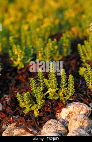 Honckenya peploides ou la mer sandwort croissant sur les fucus vésiculeux près du rivage dans le parc national de l'archipel en Finlande Banque D'Images