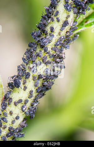 Tige d'une fleur pleine de poux Banque D'Images